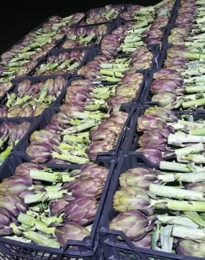 Fresh Egyptian artichokes